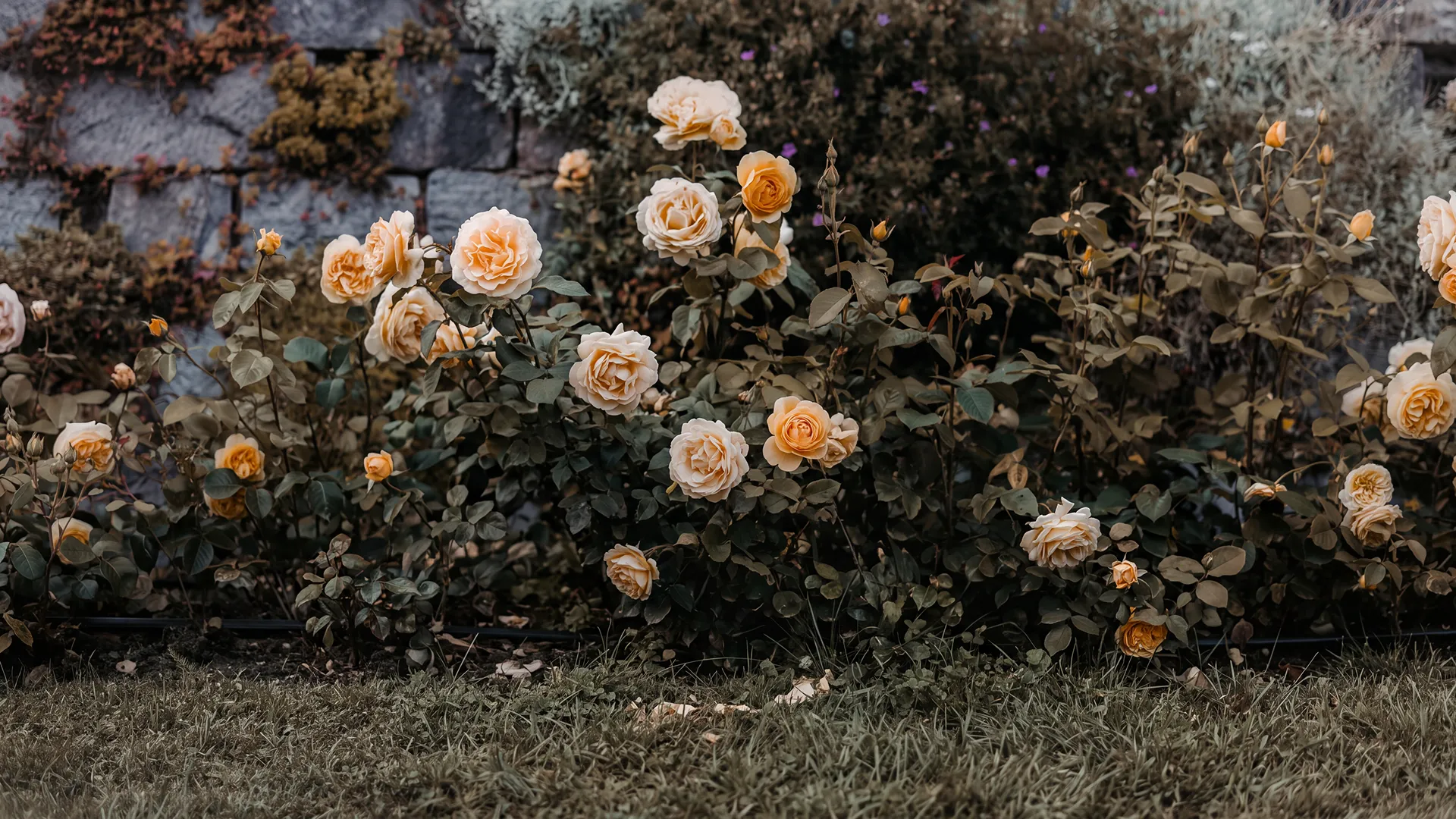 LE JARDINE
